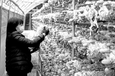 三門峽盧氏縣用菌棒敲開致富門