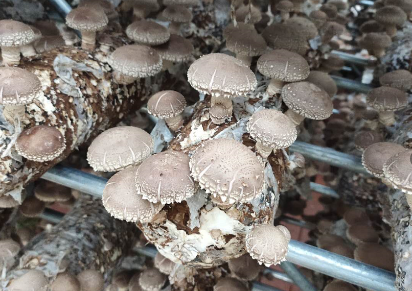 小香菇撬動脫貧致富大產(chǎn)業(yè)