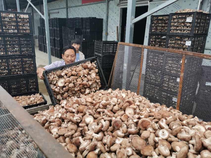 信念香菇香四方 十萬菇農(nóng)奔小康